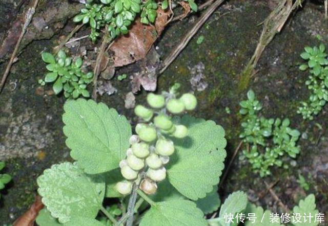  药材@1种“韩信草”，生长在石缝里，是一种珍贵的“药材”，别铲除