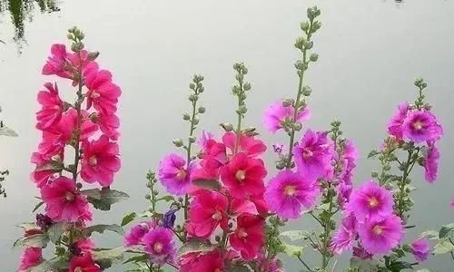 #开花#开春养“4种花”,几粒种子撒盆里,开花爆盆,美得惊艳,不花钱