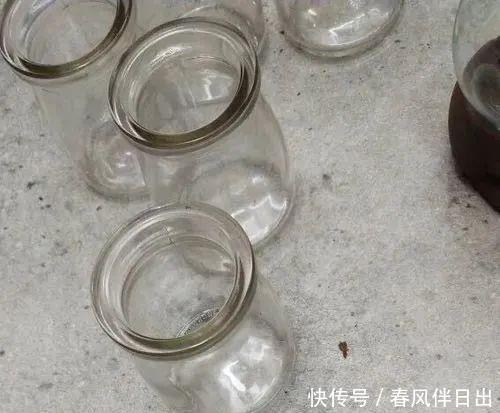 水培花瓶@总是养不好的3种花,赶紧扔水里,越长越有劲!