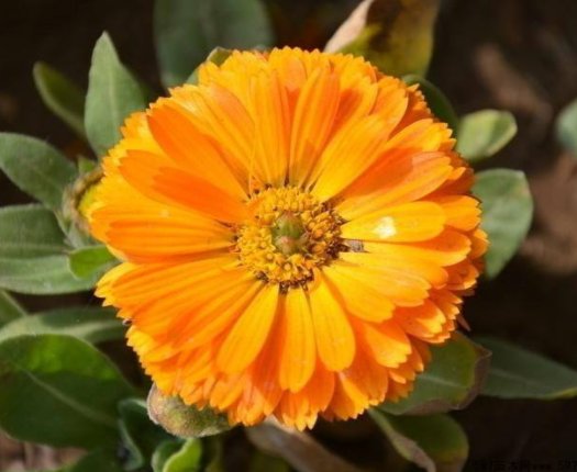  【金盏】喜欢菊花，不如养盆“菊中珍品” 金盏菊，似彩蝶飞舞，万道彩霞