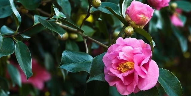  『时间』买带花苞的茶花，有一点要注意，否则很难养活！