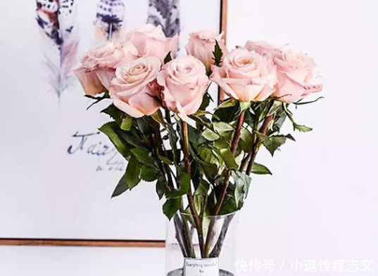 『花瓣』玫瑰花的种类这么多来看看你都认识多少