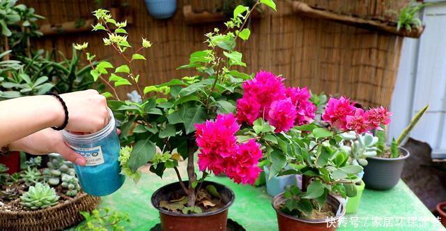 光照@三角梅总是不开花,除了养护原因,还有一个问题才是“关键”!