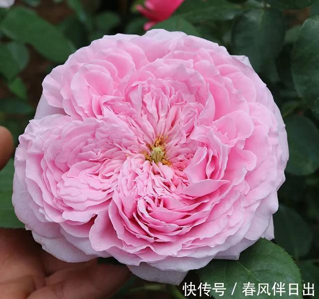 『龙沙宝石』这“7”种大型藤本月季,一年开次开花,家里有院子的有福了