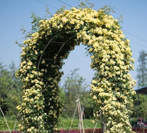 「庭院」蔷薇黄木香,花香芬芳,花朵小巧美丽,开花灿烂如锦绣,太美了