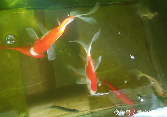『养鱼老道』为什么说瞧不起饲养练手鱼的鱼友,其实就是瞧不起我们自己?