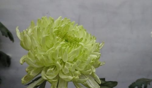  「碧绿」喜欢菊花，首选“五大名菊”绿牡丹，花开碧绿如玉，光彩夺目