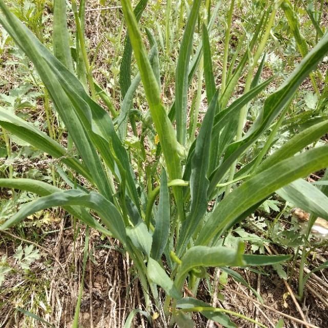 「山野菜」东北大山里的山野菜,你见过的有几种,能说出来吗