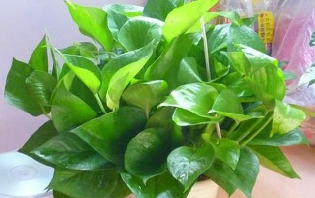 【药片】给绿萝喂一片“药片”,叶片打了生长素,色泽光润分枝多
