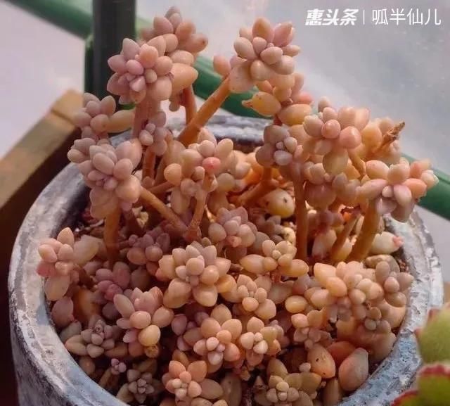 『白菜』多肉断水12天,绿白菜秒变红舞娘,想要上色就得...