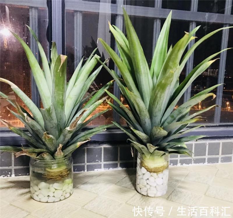 『遇水』“菠萝盆栽”小实验:遇水就活,一下多了5盆花,不要钱的!