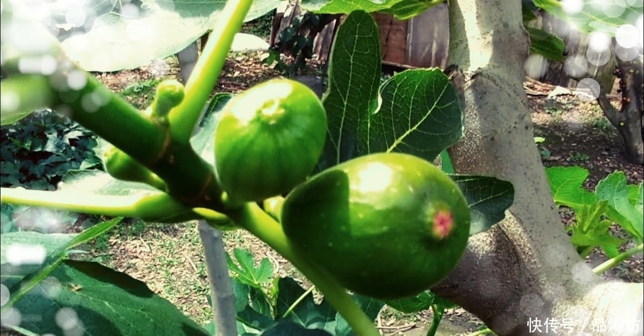  [现如今]世界上投产最快的果树，现如今大量种植没销路，每天烂