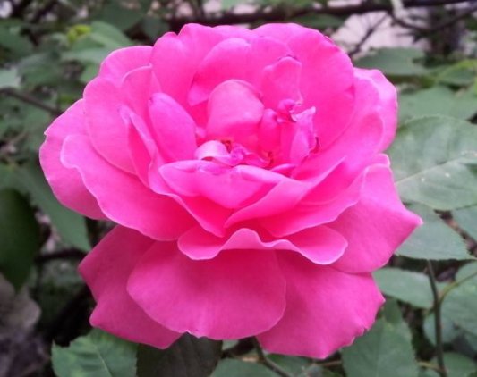  『排水良好』此花美丽鲜艳，漂亮且花期长，小巧玲珑，花叶俱美，花朵艳丽柔美