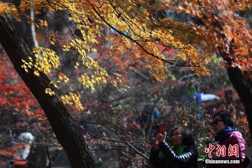 南京紫金山“枫”情万种醉游人