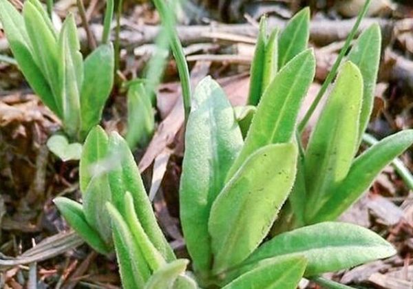  「田间」这4种野菜，经常误认为“田间杂草”，但农村人却当“宝”！