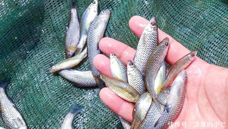  「欧洲」一天吃蚊子300只？如今成功入侵欧洲，国内9元一斤成为