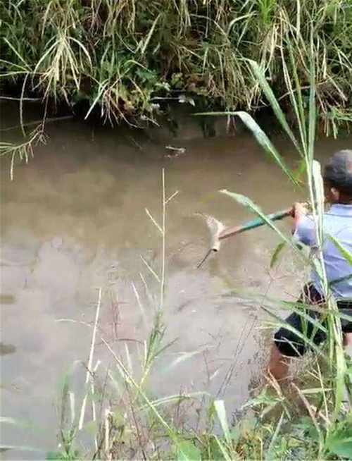  [池塘]农村老大爷野外发现泥水池塘，渔网水底一捞，惊起一堆大
