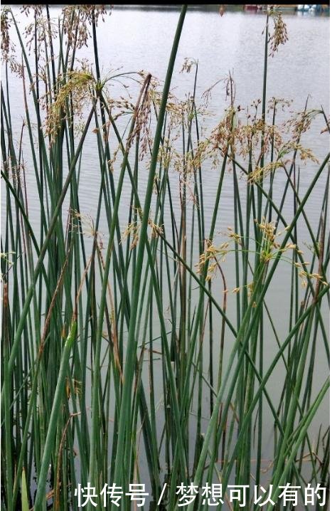 农村这野草远看状似“小麦”，价值竟也“不相上下”！