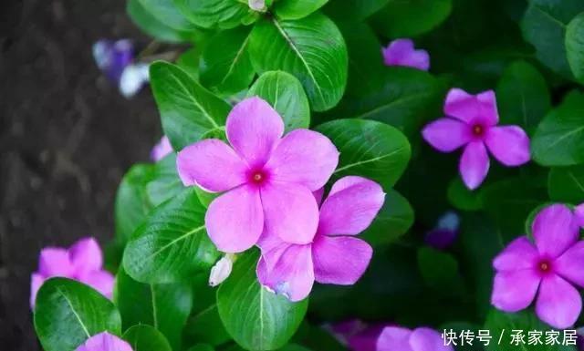 养护方法|花香淡雅花型好看,养花就选这三种,好打理易开花!