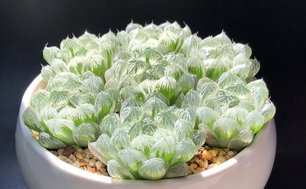  『晶莹』玉露晶莹通透，受到很多人的喜爱，晶莹通透的玉露多肉怎么养能爆盆？