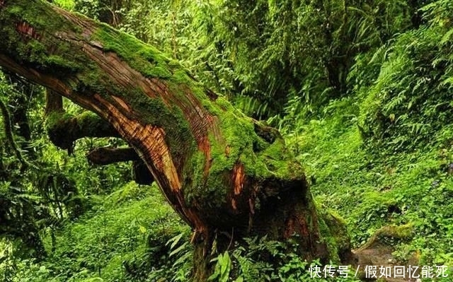  「树木」堪称世界之最的6种树木，最贵、最毒、最硬都在中国境内