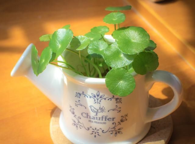  邻居■神奇！邻居送了一棵苗，随手种在花园，长疯了！