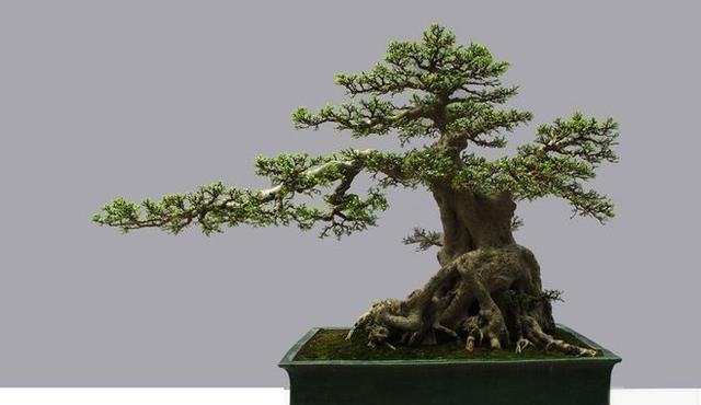 60例盆景树种，总有属于你的那棵（建议收藏）