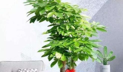  #消毒#夏季种植发财树，放置在客厅？选择“剃光头”，更有利于后续发展