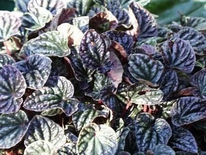  『未成熟』喀西茄，全株含有毒生物碱，未成熟果实毒性较大。