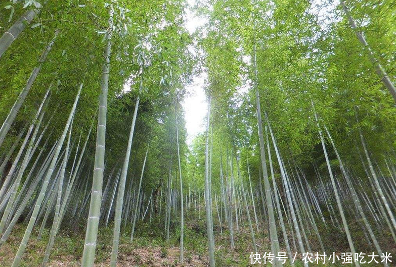 长相奇怪的竹子，乡下人做柴烧，殊不知价已过万