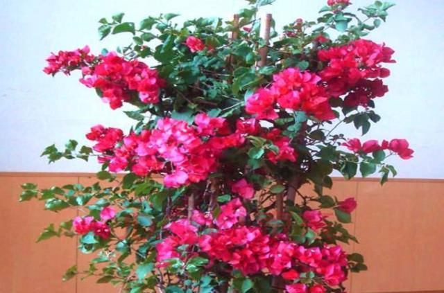  『阳光』夏天赏花首选“三角梅”，阳光越强开花越旺，花朵艳丽观赏强！