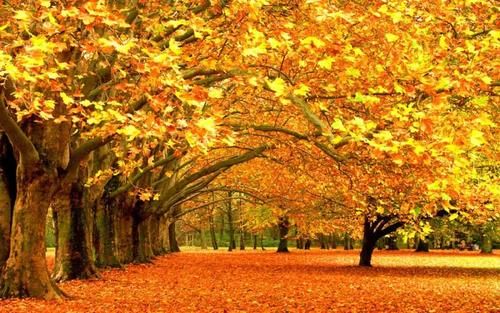 去过合肥这些地方，才叫在合肥过了秋天