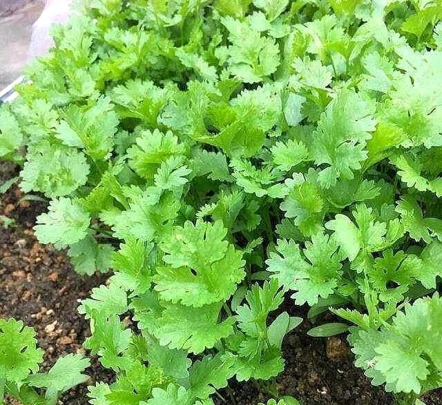  蔬菜@阳台上种了4种蔬菜。整个夏天你都不买蔬菜。你可以一个接一个地吃。绿色健康