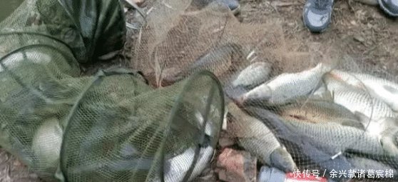 蚯蚓■清明前后钓鱼,这饵比蚯蚓更受欢迎,鲫鲤鱼一钓就来劲!