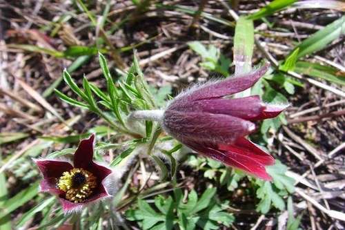 农村一野植，开花后很美，根茎晒干做药更是卖到40元1斤