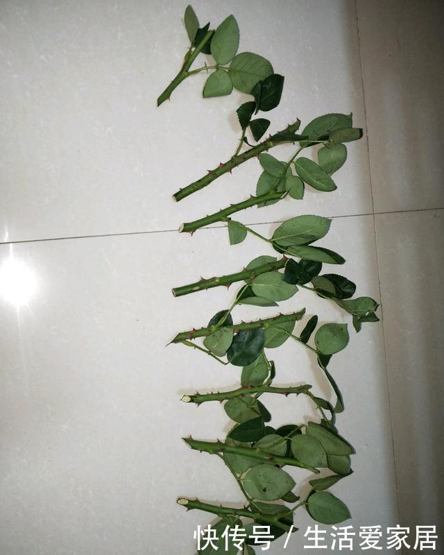  『绿萝』有“4种植物”，根系长得快，扦插一盆活一盆，回家不妨试一试