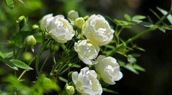  『木香花』不要为了赏花和做美味的食物而把桂花种在花盆里。