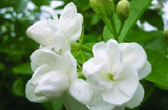  「绚丽夺目」5款”爆盆能手“，好养易打理，繁花似锦，一盆千朵花，绚丽夺目
