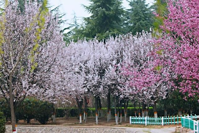 三月春暖花开,又到了寻花问柳的季节!
