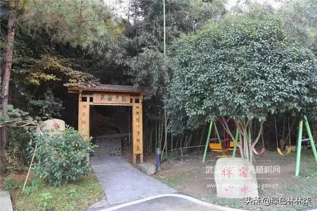 远离城市喧嚣！这个男人在黄陂建了座花海庄园，堪比“世外桃源”