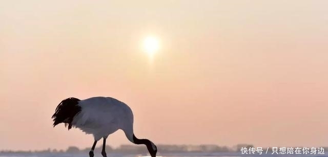 呼伦贝尔的秋天，美的太高级
