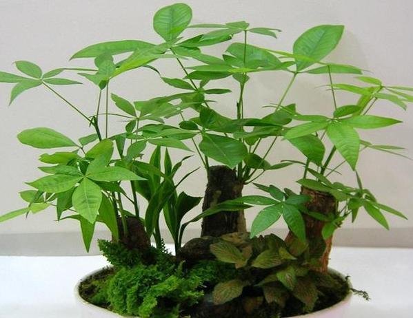 『叶子』气温升高浇花得注意:一种植物对应一种方法,做对了枝叶疯长