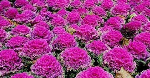  #养殖#新手养殖！院子养些“花中精品”羽衣甘篮，开花时美不胜收