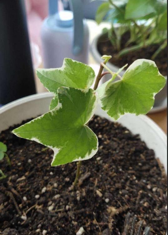  [枝条]徒长的枝条别浪费，栽土里就活，一周生根赚大了！