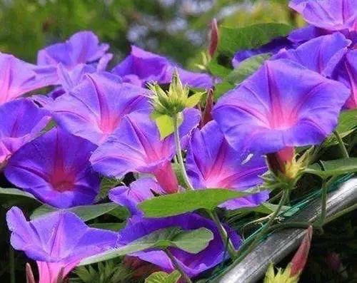  【开花】养“4种花”，几粒种子撒盆里，开花爆盆，美得惊艳，不花钱