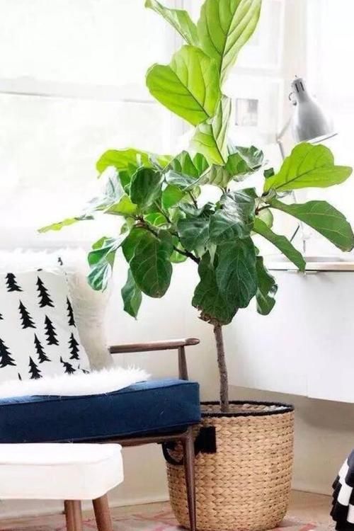  瞬间■将以下几种高大上的植物养在客厅里，瞬间提升一个格调