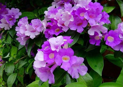  『家养』家养这些花，一年四季都在开花，花开雍容华贵，阳台变花海，迷人
