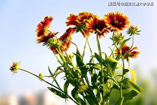  『消失』很快就要消失的野花