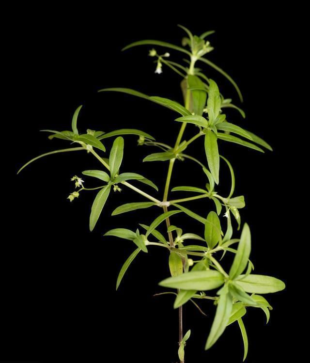 农村有一种叫“蛇舌草”的野草，有何作用呢？