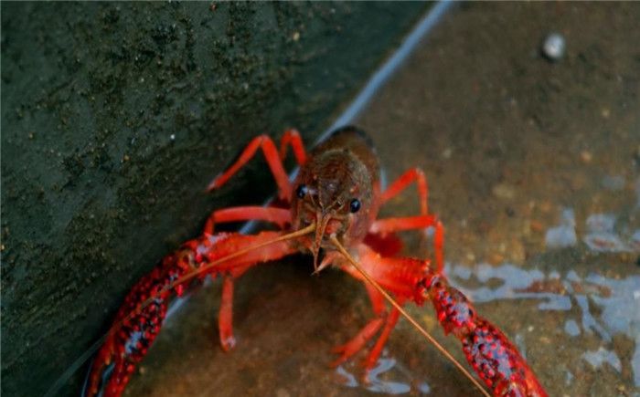 臭水沟■小龙虾能在臭水沟生存，为什么有的人养殖时，死亡率会